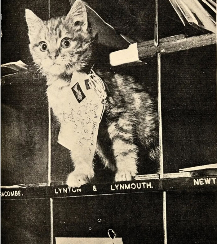 Cats as Mail Carriers in the 1870s? Heck Yeah!
