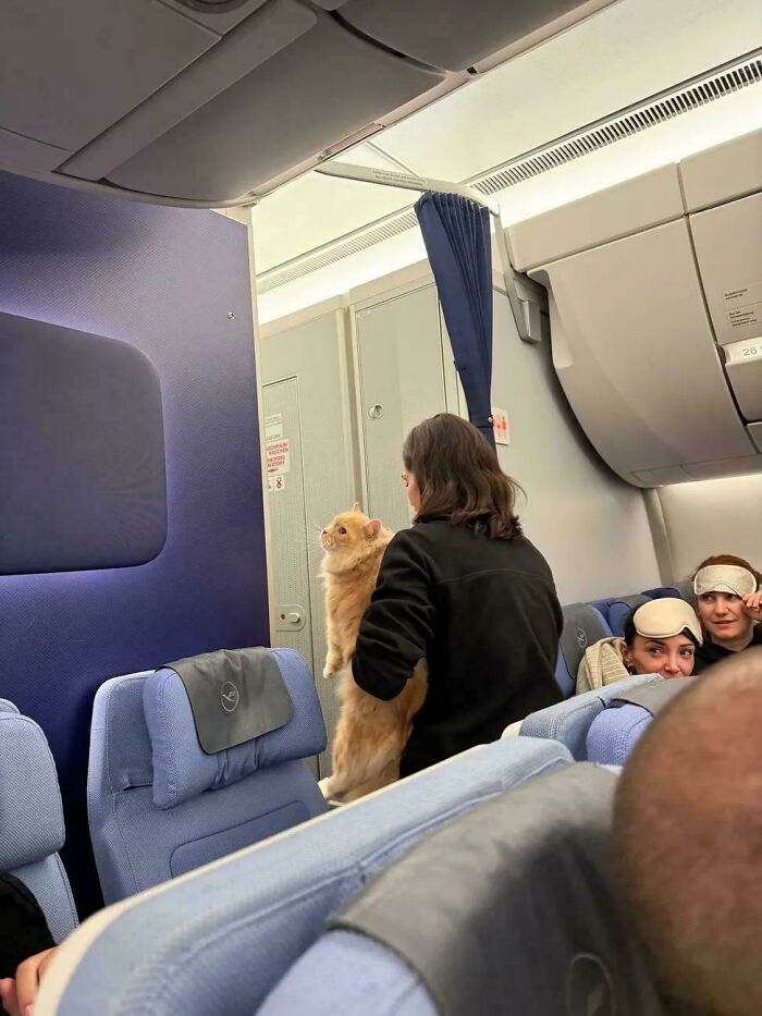 In-Flight Entertainment: A Cat’s Unplanned Adventure on a Lufthansa Flight