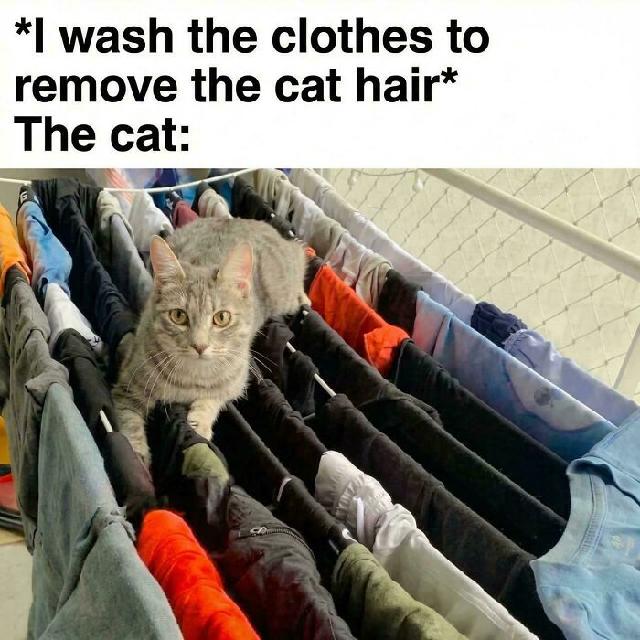 Laundry Attendant: Folding and Fluffing Like a Pro