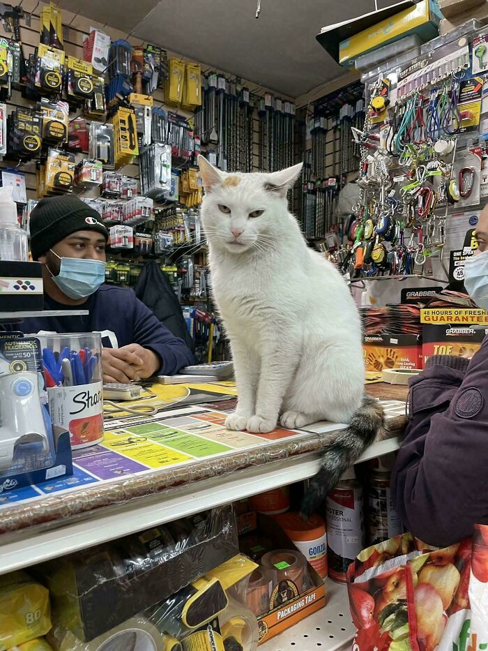 Unfriendly Cashier? Should You Call the Manager? (Hint: It’s a Cat)