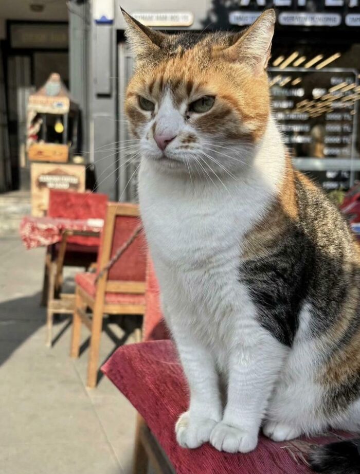Update: Rude Waitress in Istanbul Still Serving Attitude (Cat Edition)