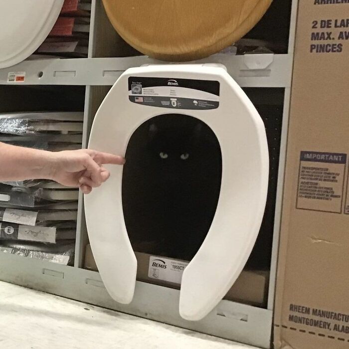 The Void Is Trying to Sell Me a New Toilet Seat. This Cat’s Not Interested.