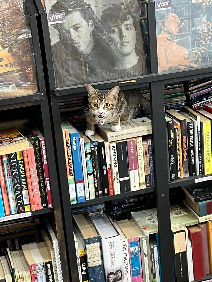Librarian Cat: Shhh... You Can’t Take Out a Book Without Permission