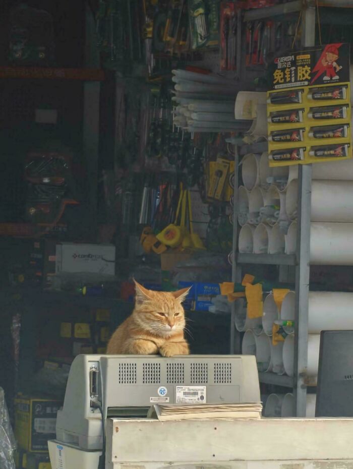 The Old But Wise Tool Shop Owner Cat
