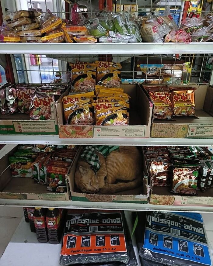 Zzz: Master of Catnaps on the Job