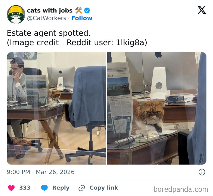 Spotted: The Dapper Estate Agent Cat