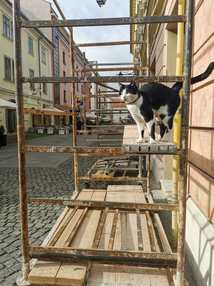 Construction Worker Cat: Building Dreams (and Napping in Between)