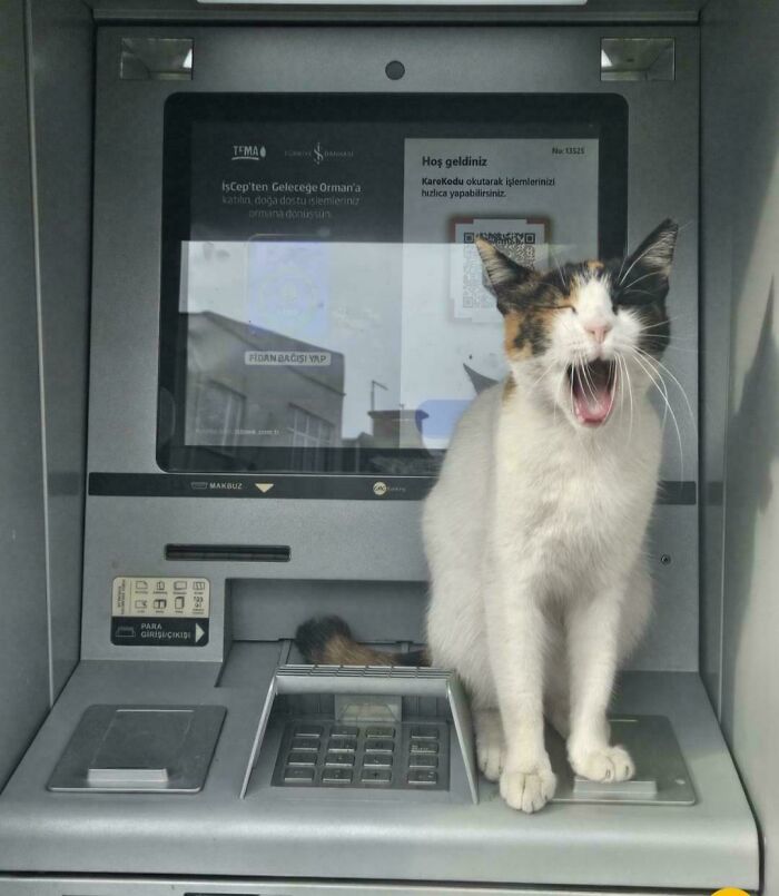 Warning: ATMs in Istanbul Demand Cash, Treats, and Maybe Some Food!