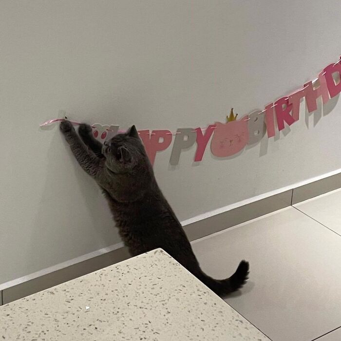 Party Decorator Cat: Scaling New Heights for the Perfect Setup