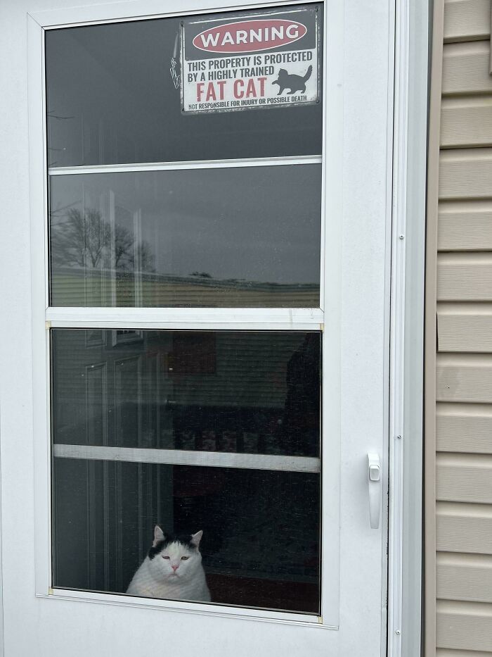 New Sign? This Guard Cat is Taking Its Job WAY Too Seriously
