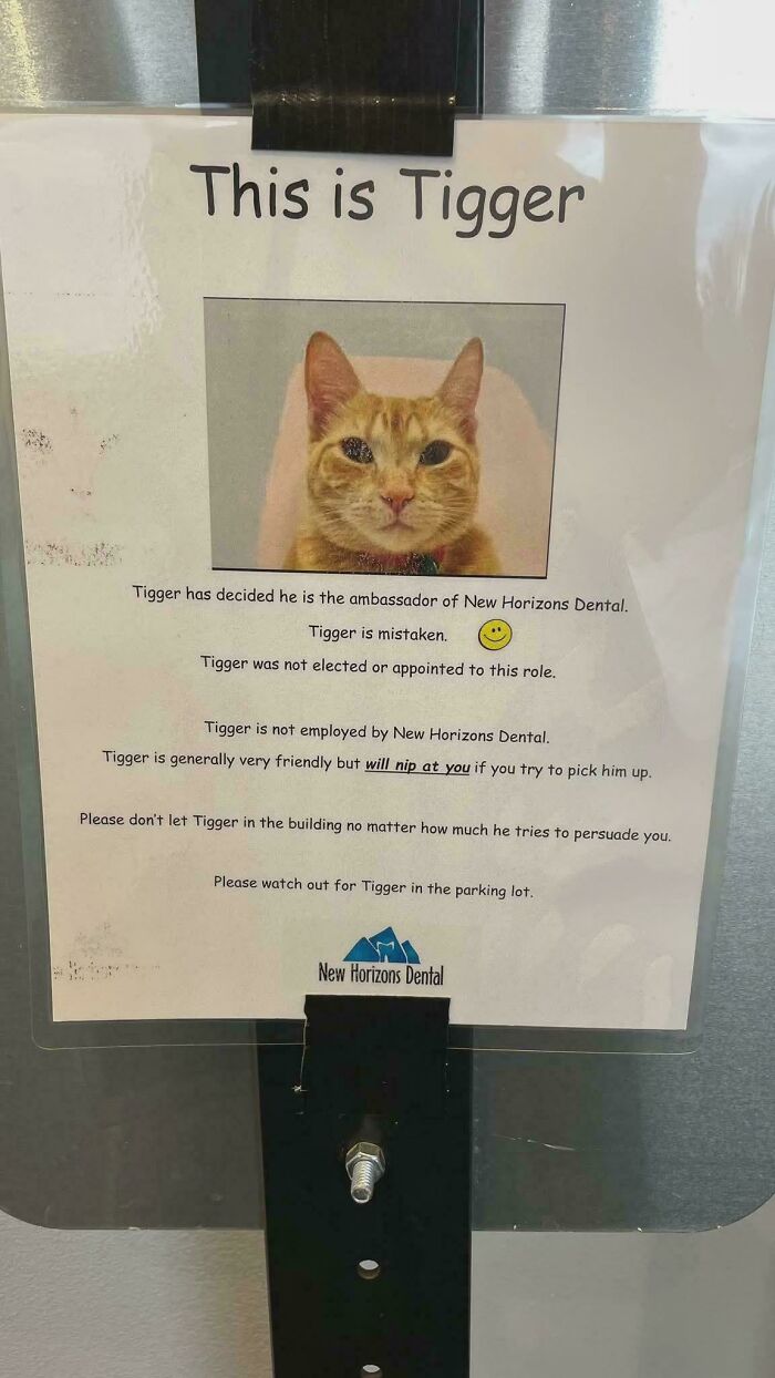 Dentist’s Office Cat Ambassador: Ignore the Haters