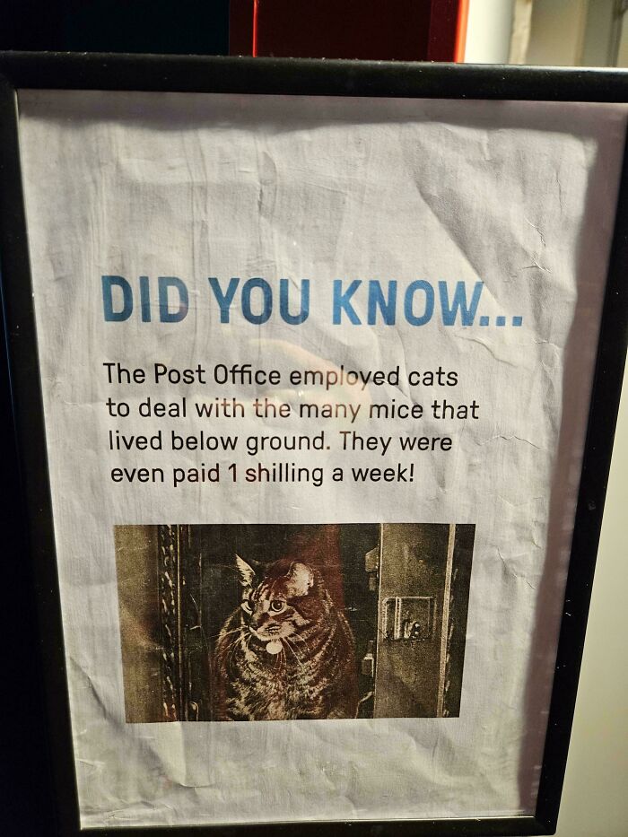 Post Office Mice Catchers: The Furry Workforce Behind the Scenes