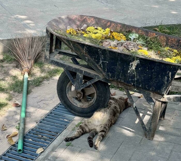 Lazy Groundskeeper Cat Caught Napping on the Job