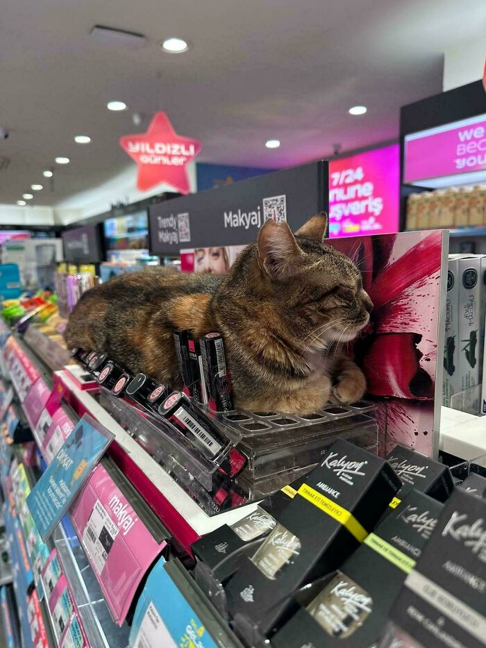 Store Employee Cat: Caught Napping on the Job