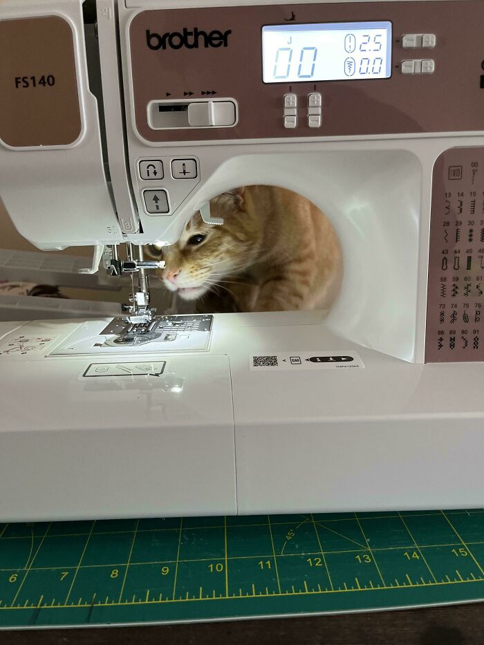 Tailor Cat Working on Purr-fect Fits