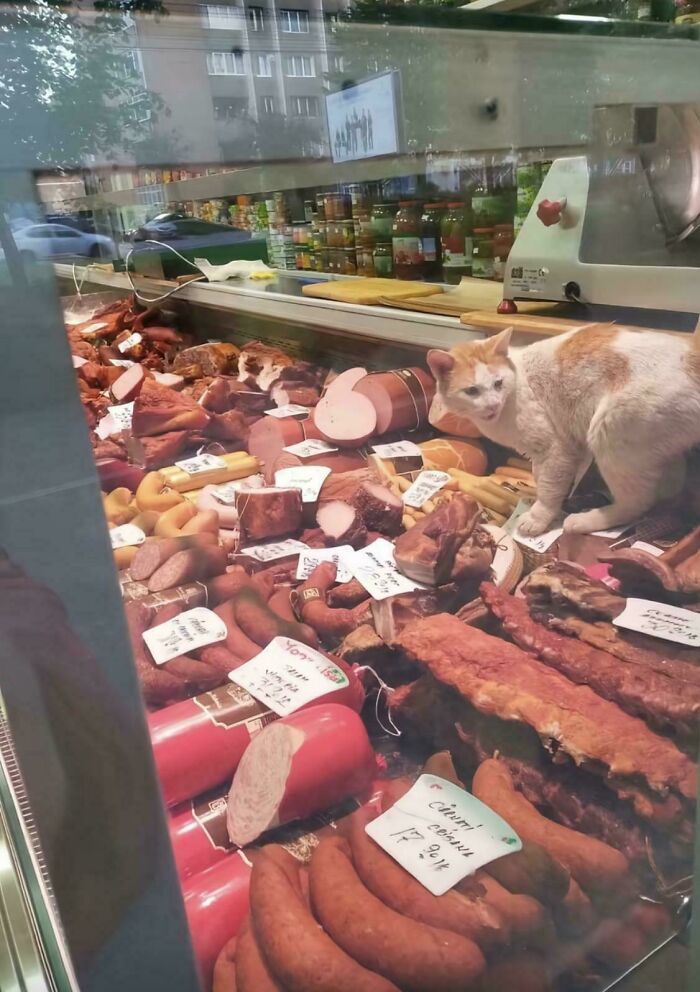 Meat Store Cat Cashier Lady: Serving Up Sass and Smiles