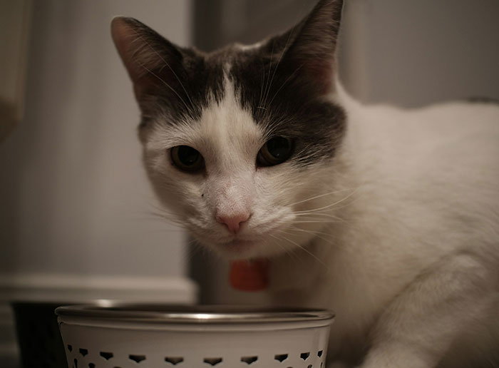 Wait, They Actually Ranked These Weird True Facts?!