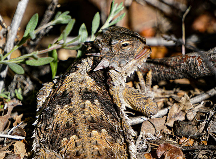 Wait, They Actually Ranked These Weird True Facts?!