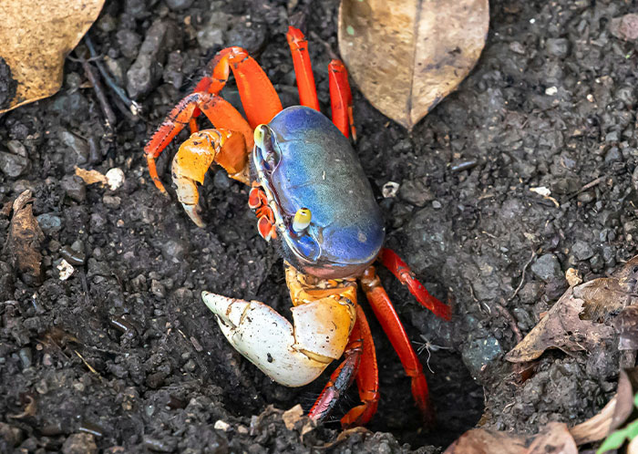 Wait, They Actually Ranked These Weird True Facts?!