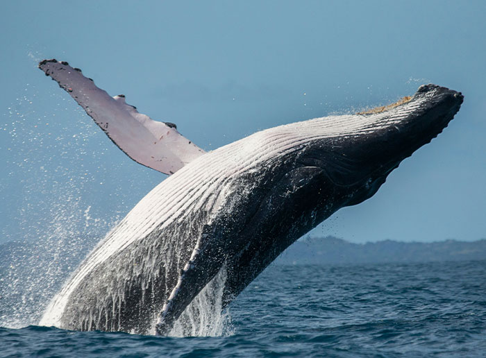 Wait, They Actually Ranked These Weird True Facts?!