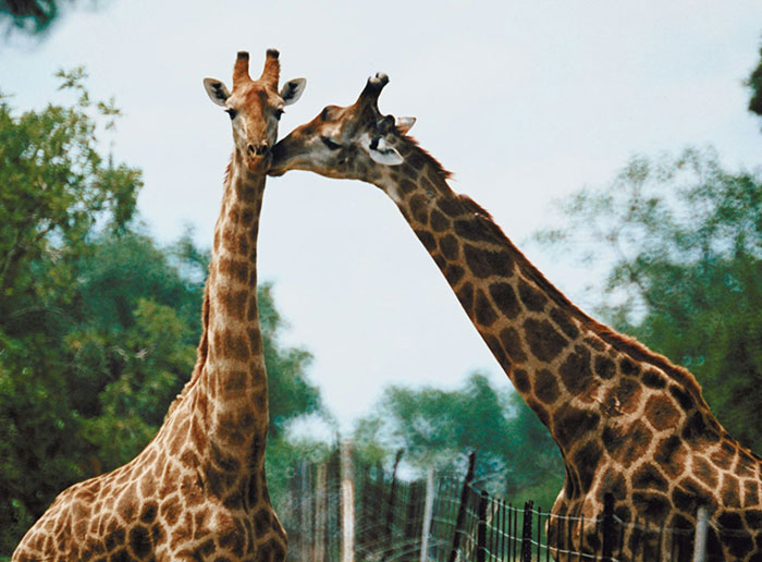 Wait, They Actually Ranked These Weird True Facts?!