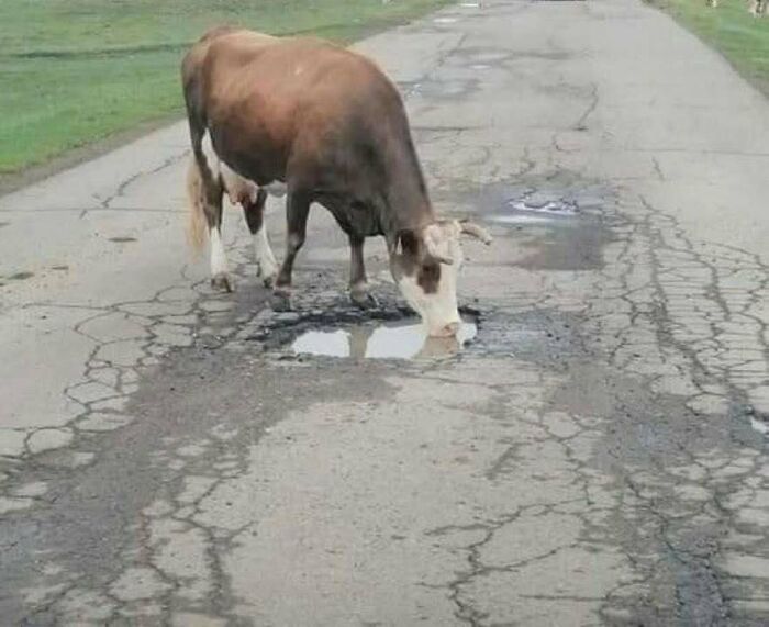 Wait, They Actually Memed Eastern Europe? Yep, And It's Hilarious!