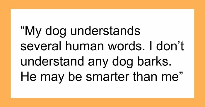 Wait, They Actually Ranked These Hilarious Dog Memes?