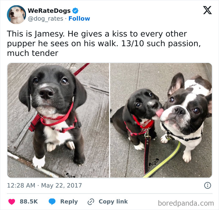 Wait, They Actually Ranked These Hilarious Dog Memes?