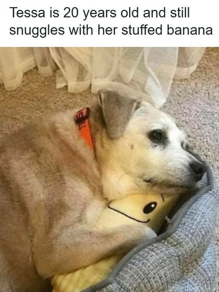 Wait, They Actually Ranked These Hilarious Dog Memes?