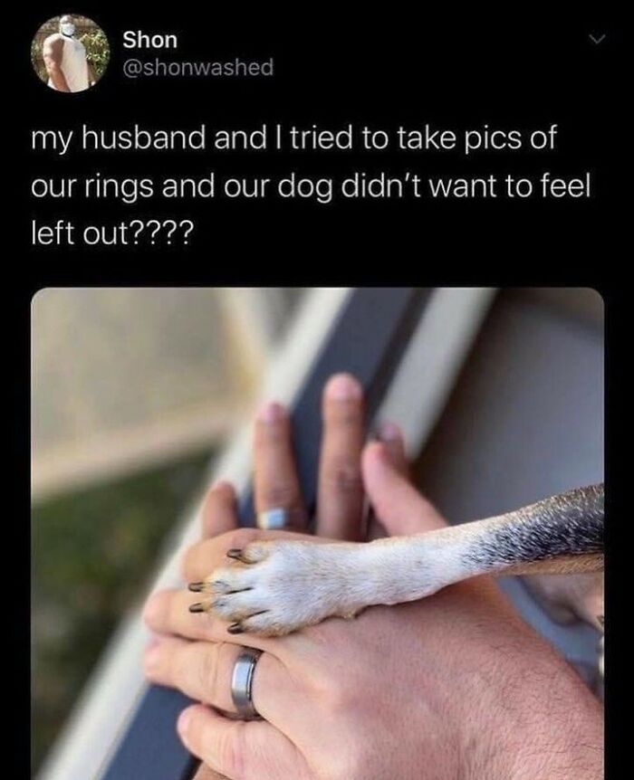 Wait, They Actually Ranked These Hilarious Dog Memes?