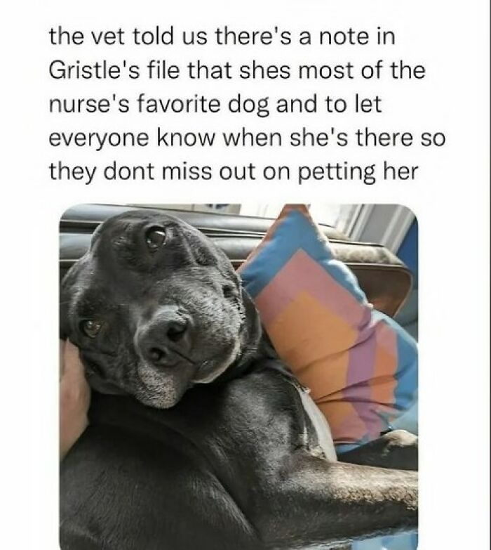 Wait, They Actually Ranked These Hilarious Dog Memes?