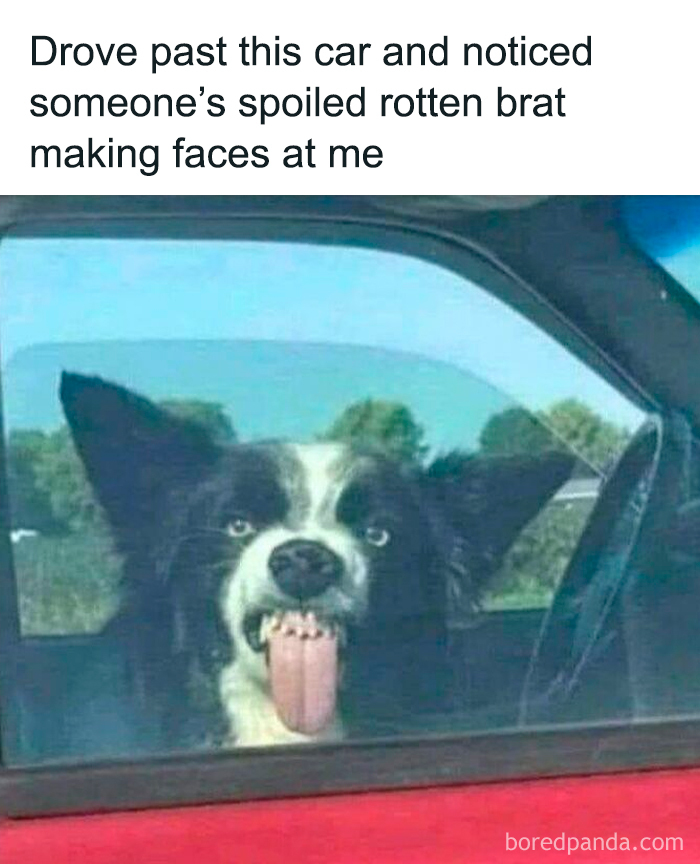 Wait, They Actually Ranked These Hilarious Dog Memes?