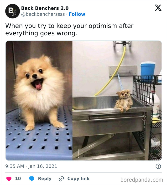 Wait, They Actually Ranked These Hilarious Dog Memes?