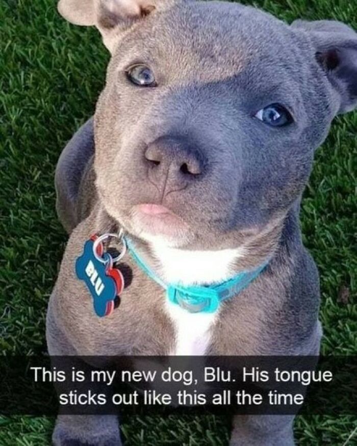 Wait, They Actually Ranked These Hilarious Dog Memes?