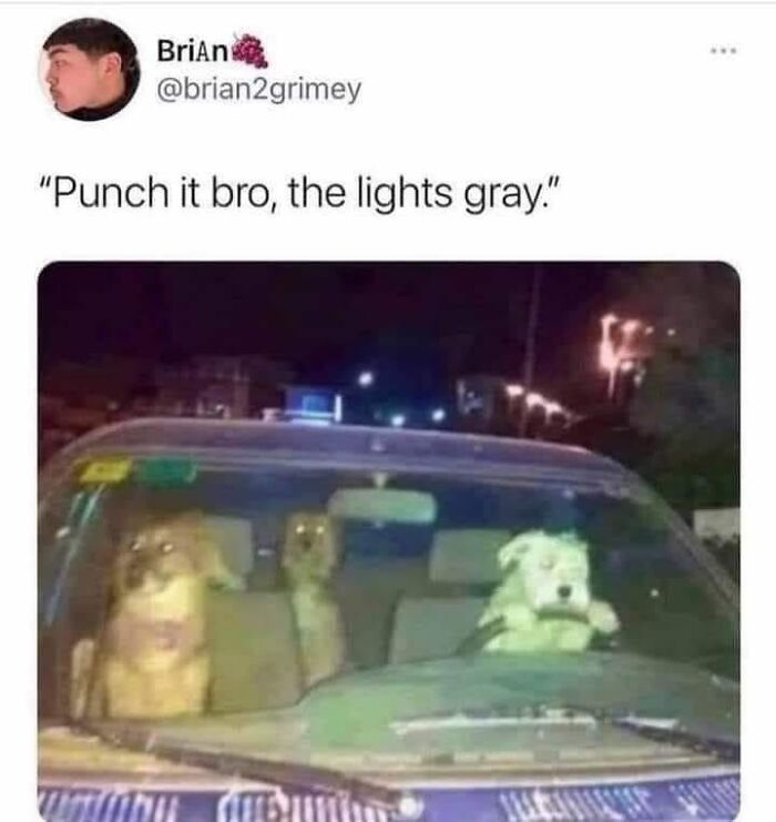 Wait, They Actually Ranked These Hilarious Dog Memes?