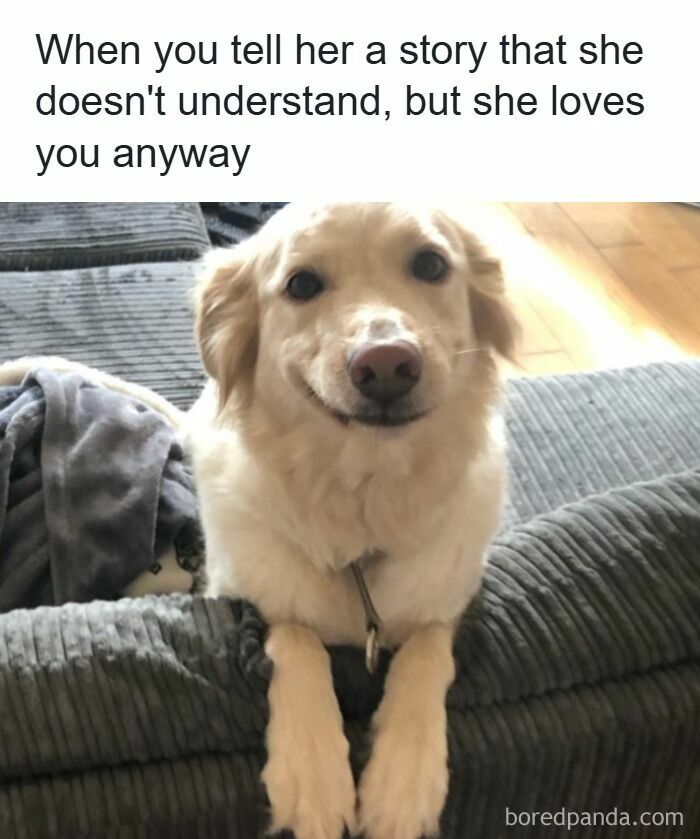 Wait, They Actually Ranked These Hilarious Dog Memes?