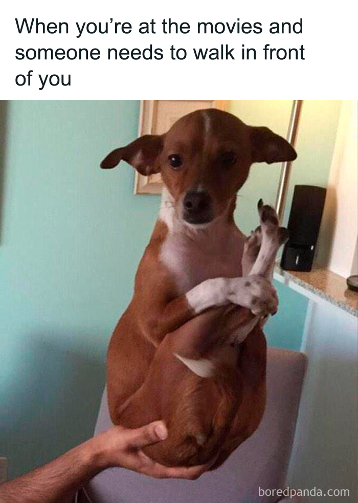 Wait, They Actually Ranked These Hilarious Dog Memes?
