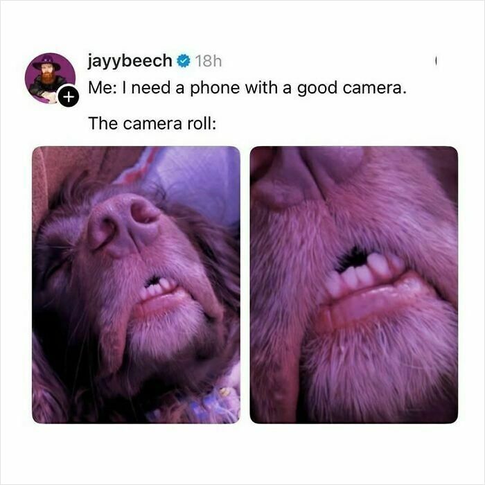 Wait, They Actually Ranked These Hilarious Dog Memes?