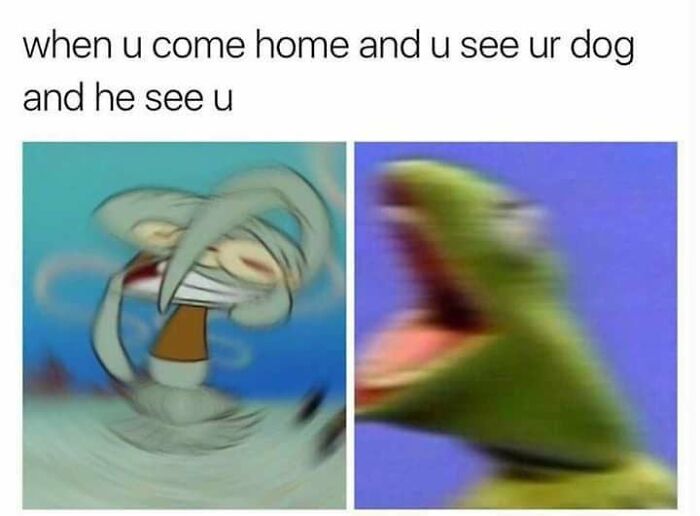 Wait, They Actually Ranked These Hilarious Dog Memes?