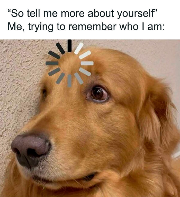 Wait, They Actually Ranked These Hilarious Dog Memes?