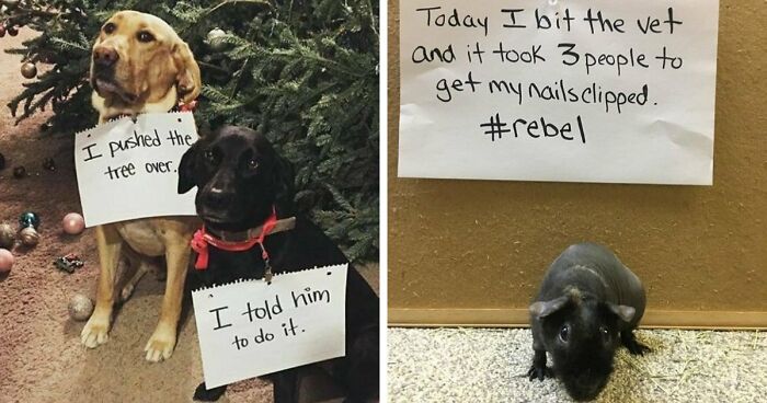 These Pets Got Caught Red-Pawed Doing Hilariously Bad Things