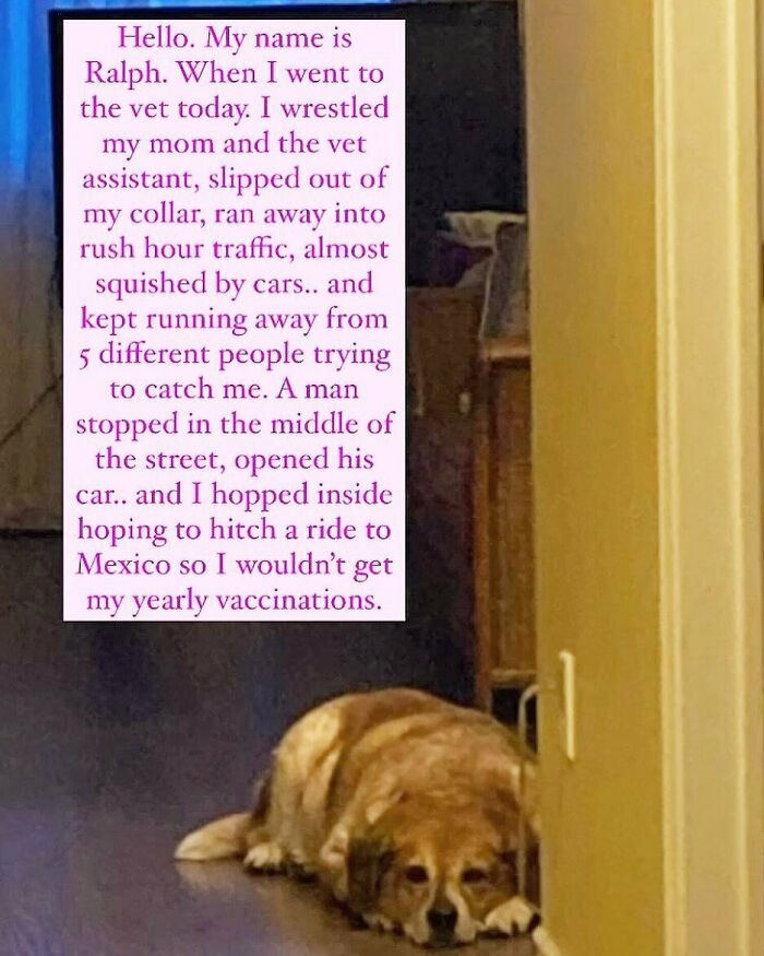 These Pets Got Caught Red-Pawed Doing Hilariously Bad Things