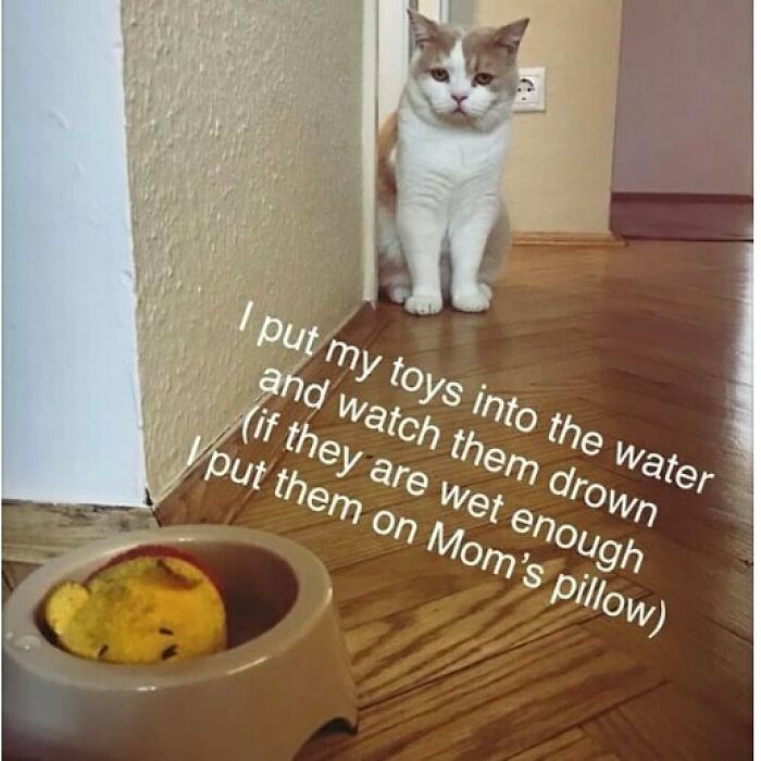 These Pets Got Caught Red-Pawed Doing Hilariously Bad Things