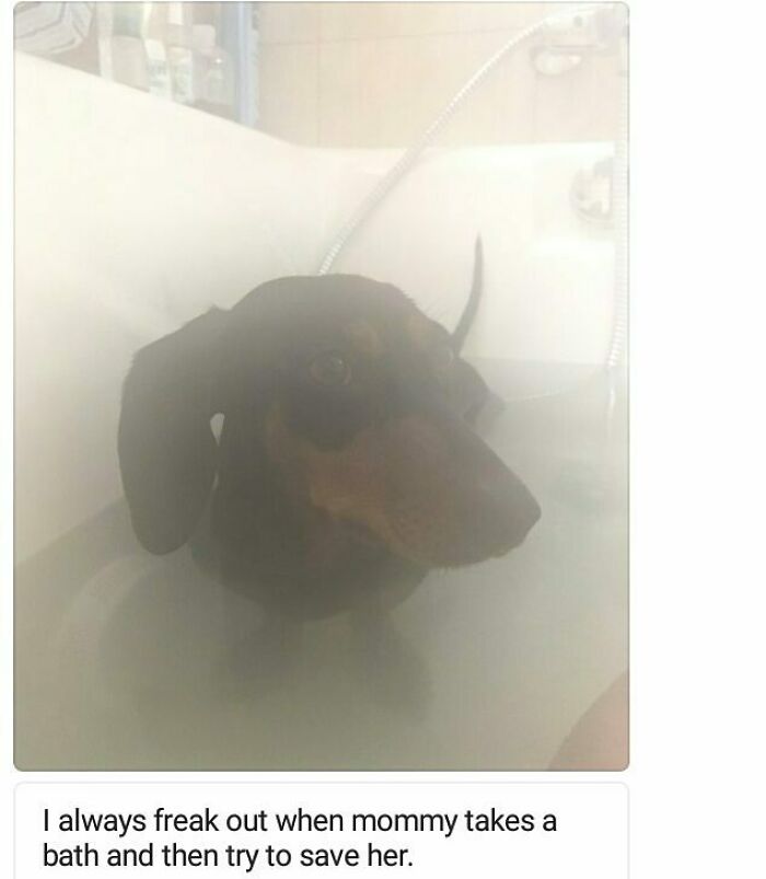 These Pets Got Caught Red-Pawed Doing Hilariously Bad Things