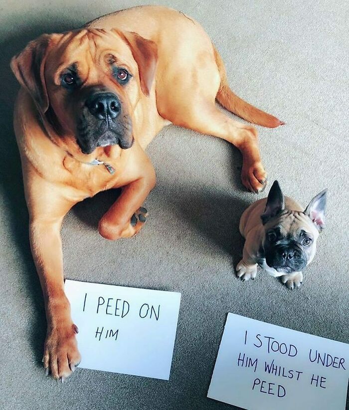 These Pets Got Caught Red-Pawed Doing Hilariously Bad Things
