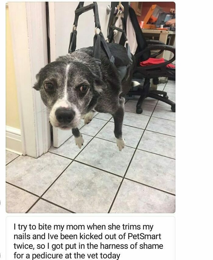 These Pets Got Caught Red-Pawed Doing Hilariously Bad Things