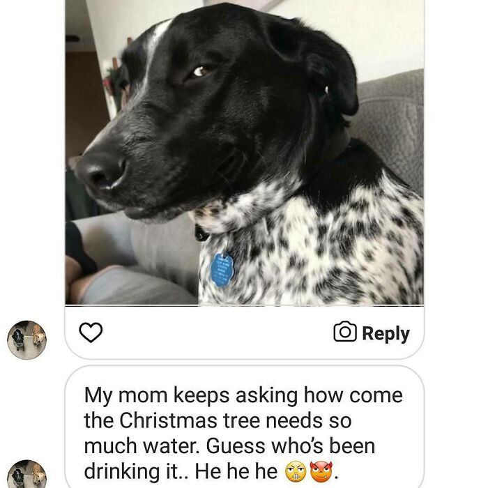 These Pets Got Caught Red-Pawed Doing Hilariously Bad Things