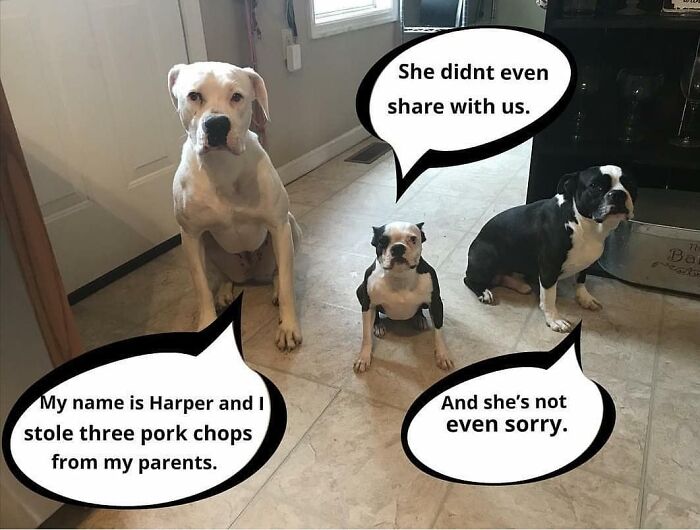 These Pets Got Caught Red-Pawed Doing Hilariously Bad Things