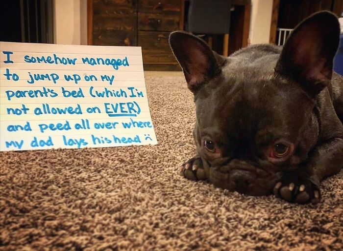 These Pets Got Caught Red-Pawed Doing Hilariously Bad Things