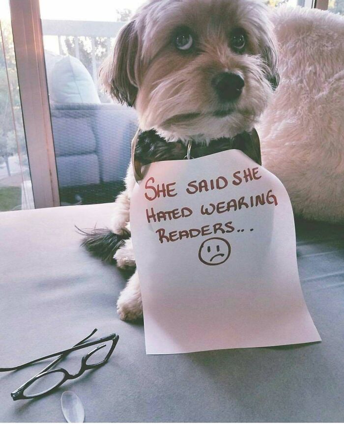 These Pets Got Caught Red-Pawed Doing Hilariously Bad Things